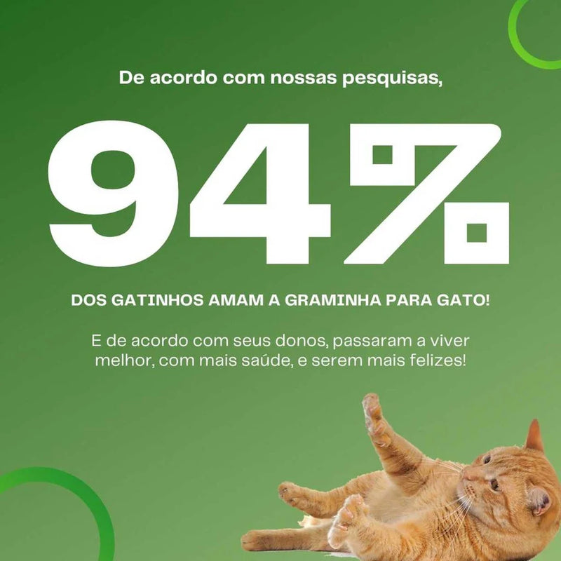 Graminha para gatos