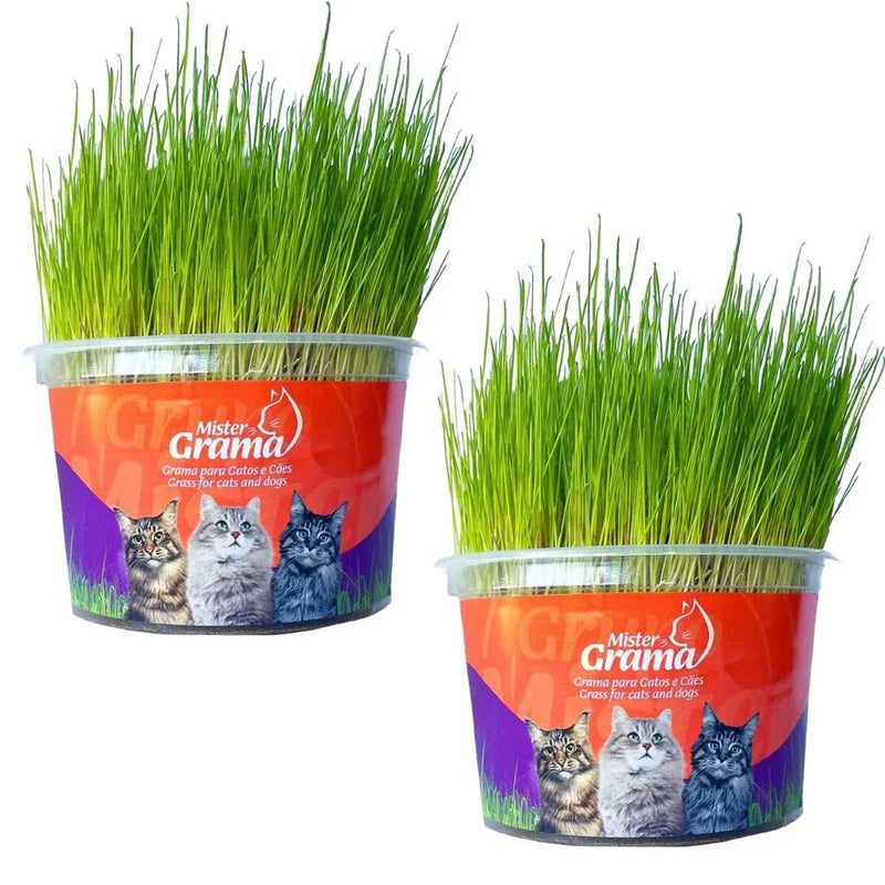 Graminha para gatos