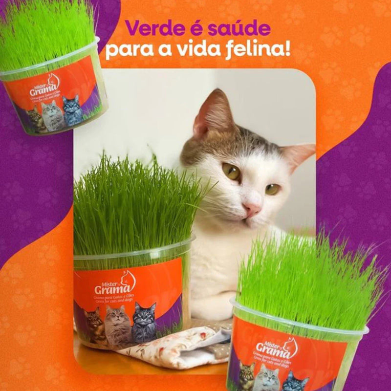 Graminha para gatos